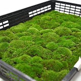 苔のおすすめ人気ランキング【2026年9月】 3