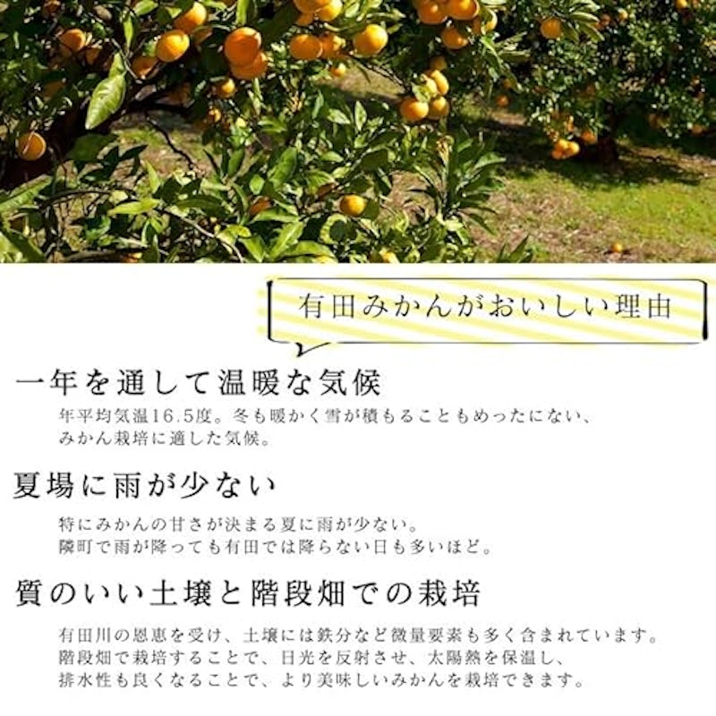 有田みかん 6