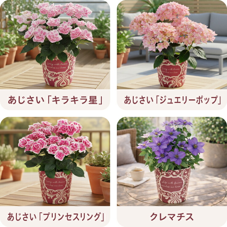 鉢花ギフト 3
