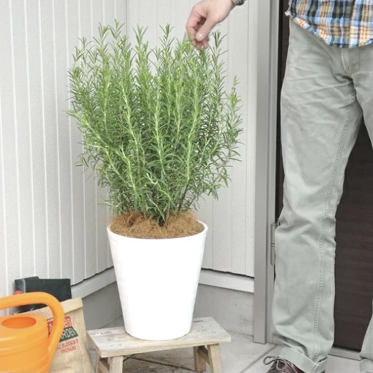 21年 虫除け用ハーブの鉢のおすすめ人気ランキング10選 Mybest