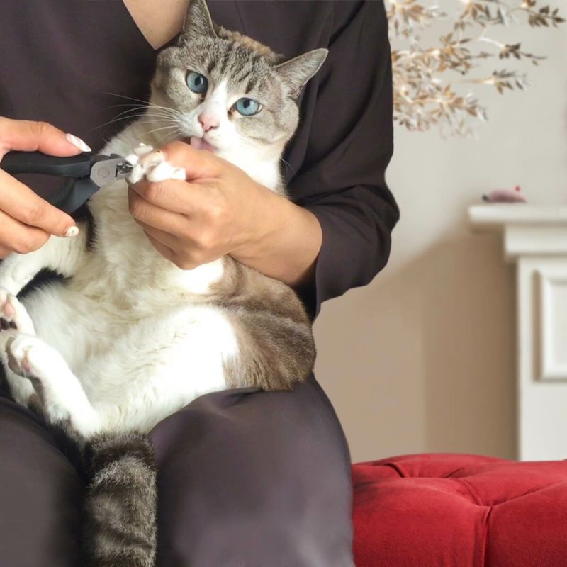 nekozuki ねこずきつめきりをレビュー！クチコミ・評判をもとに
