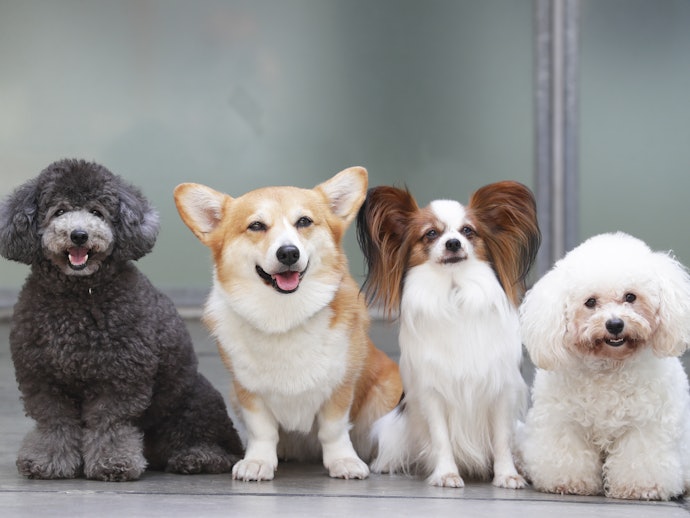 犬種や年齢に合わせ、サイズ・硬さをチェックしよう
