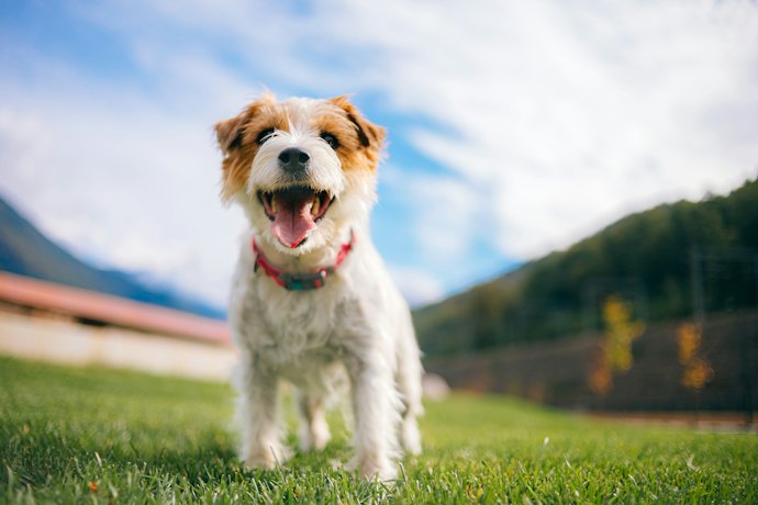 愛犬と楽しみたいならペット可の施設を選択しよう