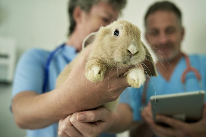 うさぎのような小動物を補償対象としているペット保険は少ない