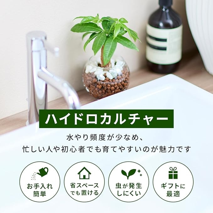 水やりの手間を減らしたい人は乾燥に強い品種に注目