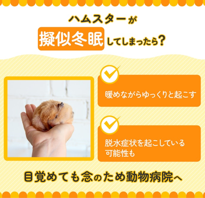 ハムスターのお腹に軽く手を当てて、冬眠していないか確認