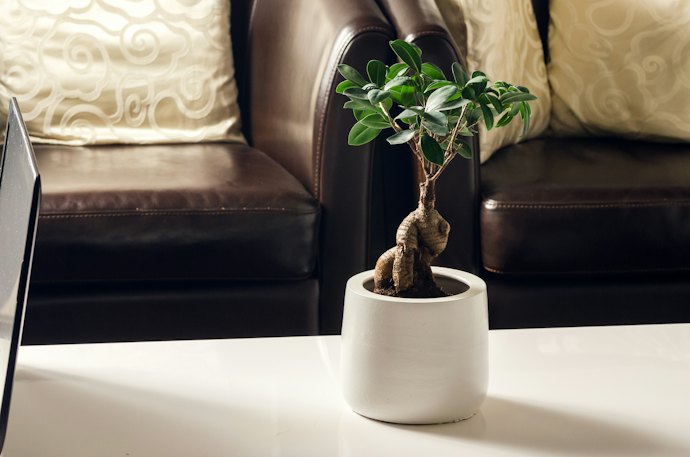 初心者は育てやすい観葉植物を選択しよう