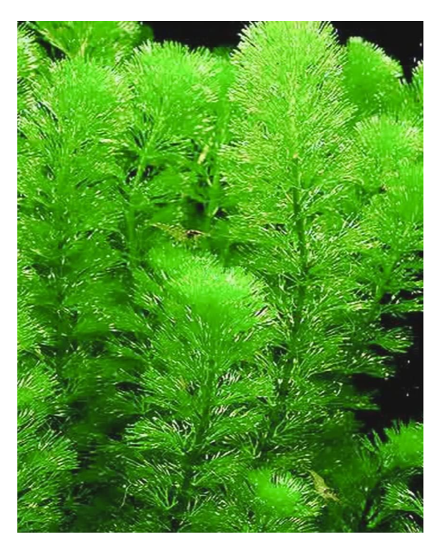 水草メインの水槽は、できるだけ密に植え込むのがポイント