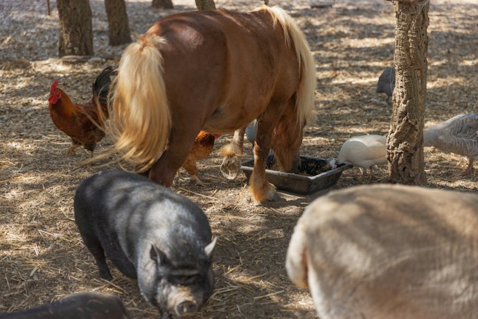 品質を重視するなら馬由来のものを。ただし入手しやすいのは豚プラセンタ