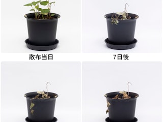 即効性の高さ
