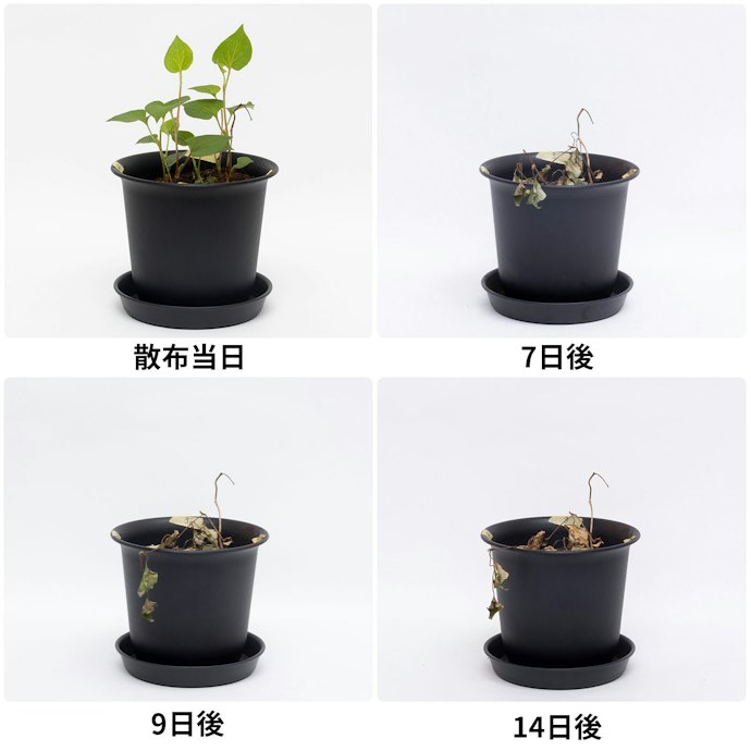 即効性の高さ
