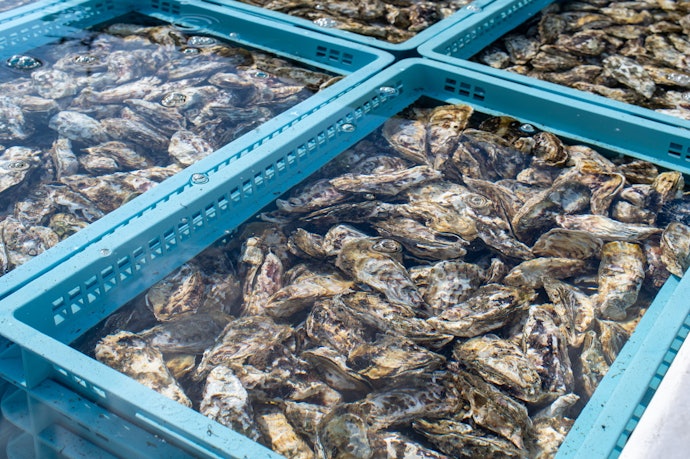 品質を気にするなら、養殖環境や検査体制もチェック