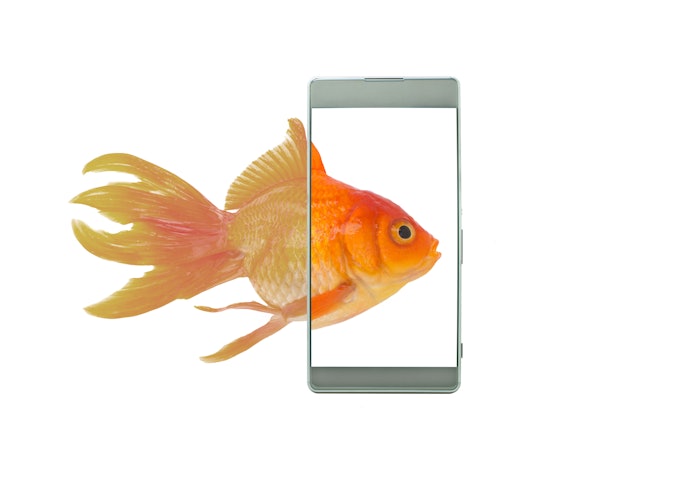 撮った魚の写真でマイ図鑑を作れるアプリもおすすめ
