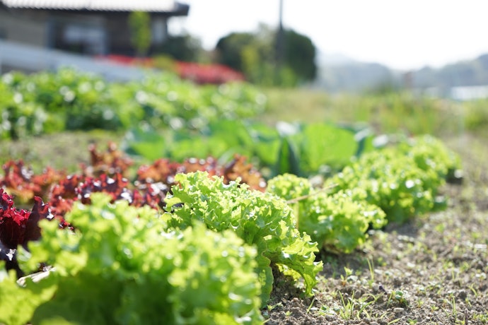 オーガニック野菜にこだわりたいなら、栽培方法をチェック