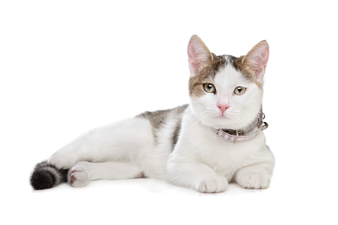 他人の飼い猫を捕獲しない