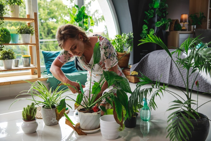 1~2年に1回を目安に、植え替えるのがベター