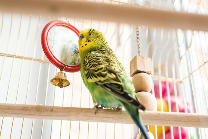 セキセイインコが発情したら取り除こう