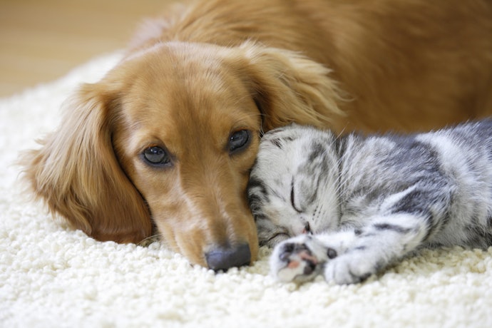 貯水量は最大2.1L。約14kgまでの犬・猫向けの設計