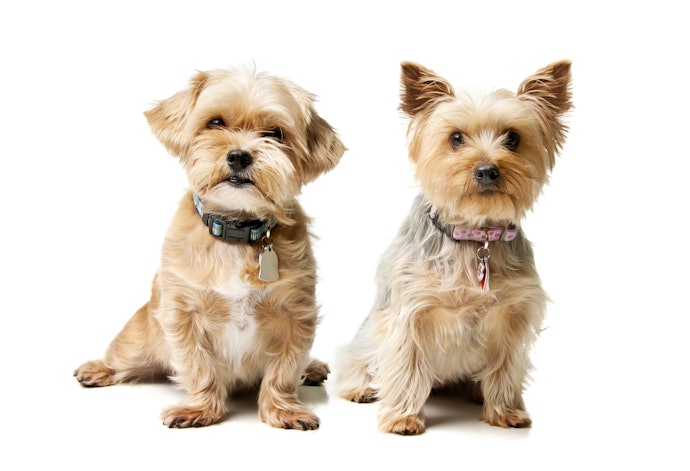 首まわりを測って、愛犬に適したサイズをチェック