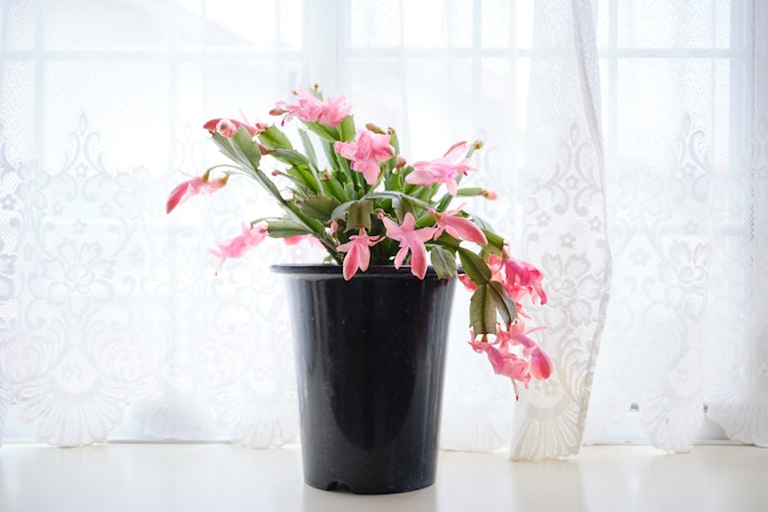 華やかなものが好きなら、花が咲くタイプをチェック