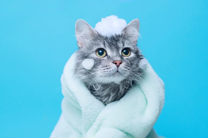 人間用は避けよう!低刺激タイプの猫用シャンプーがおすすめ