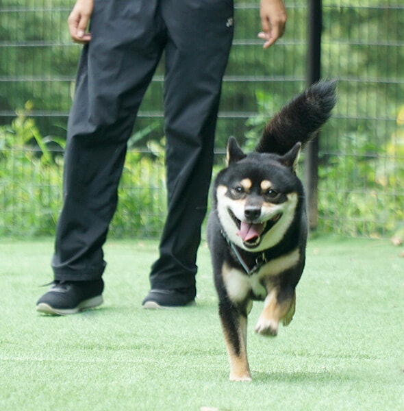 愛犬と楽しむならペットと泊まれる施設もチェック
