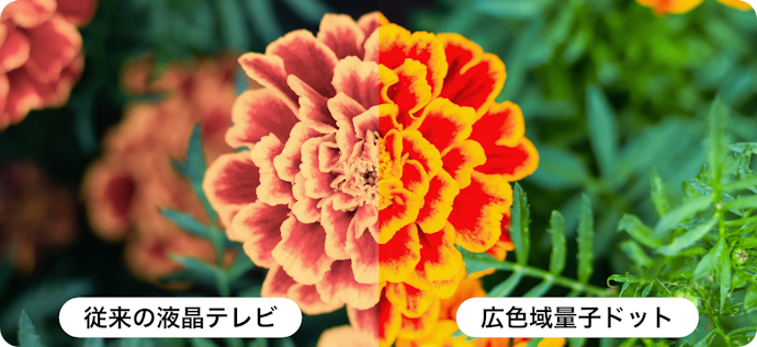 量子ドット技術で色鮮やか。リアルな色彩表現が魅力
