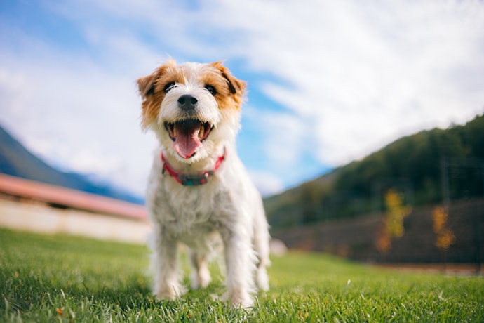 愛犬と楽しみたいならペット可の施設を選択しよう