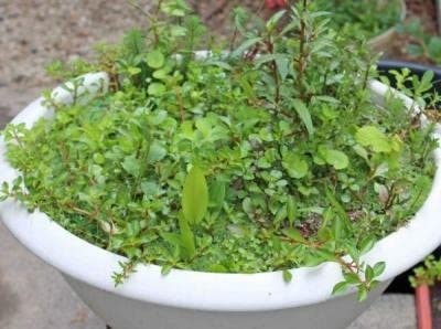 初心者はセット販売の水草もおすすめ