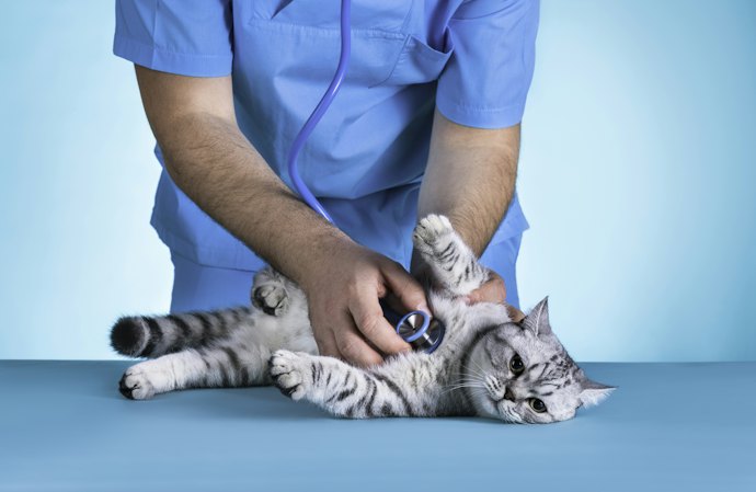 犬や猫などペットの治療費の一部をカバーする保険