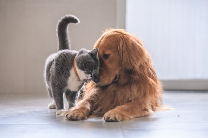 主役ではなく、猫がバイプレーヤーとして大活躍する映画も!