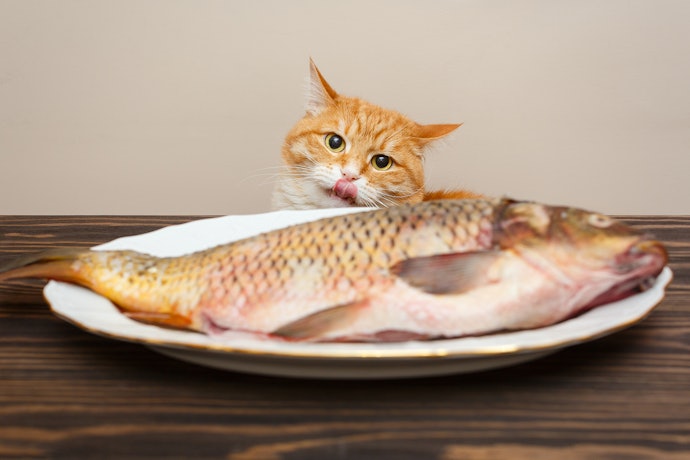 原材料は猫が喜ぶ肉・魚ベースがおすすめ