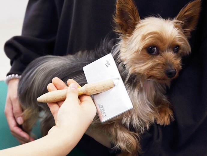 子犬にも積極的にブラッシングしよう