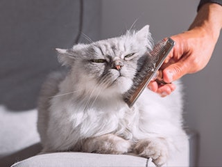 猫からの好まれやすさ