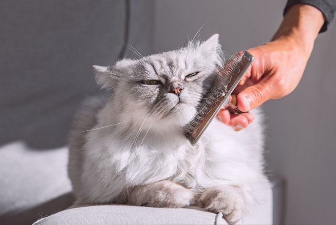 猫からの好まれやすさ