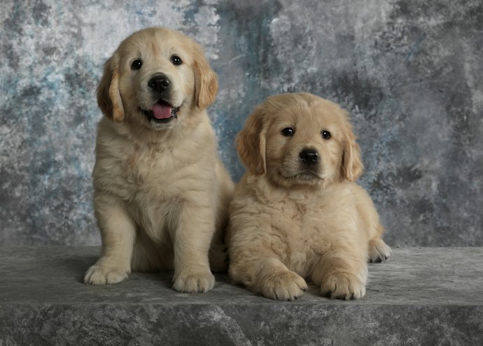 子犬のおやつは月齢×犬種を確認して合致したものを選ぶことが必須