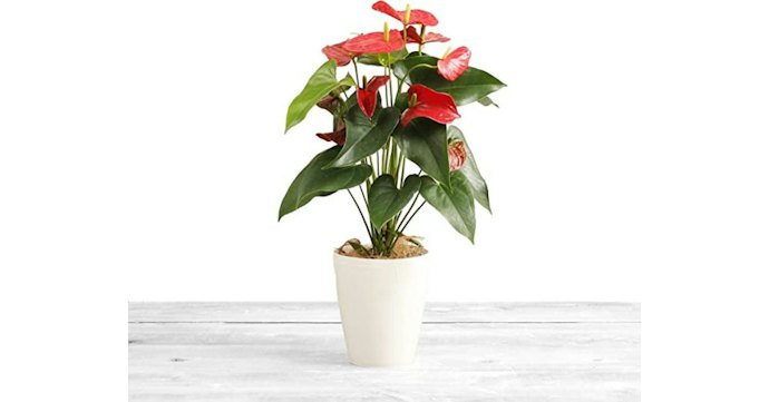 においを減らしたいなら消臭効果のある観葉植物を選ぼう