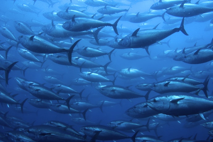 純度の高さを求めるなら魚由来の製品を選ぼう
