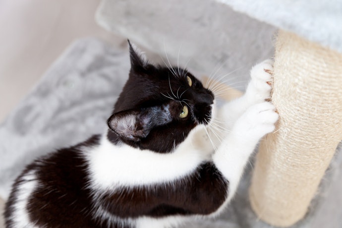パーツを交換できるものなら、猫が慣れたタワーを長く使える