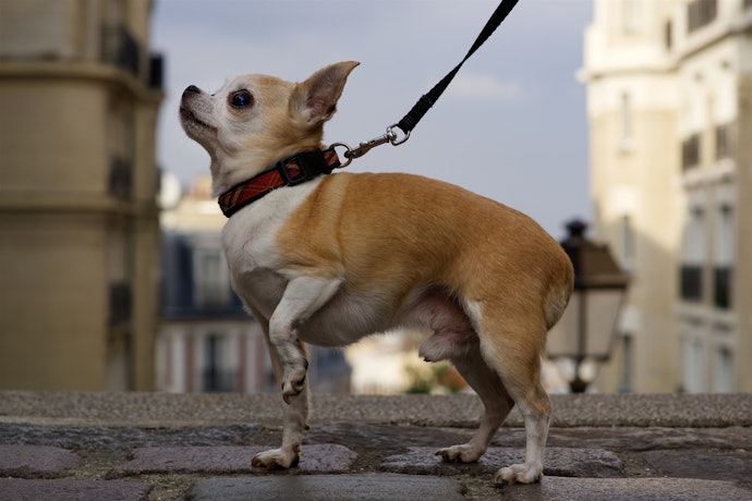 飼育しているチワワの首回りに合わせて、サイズを選ぶことが大切