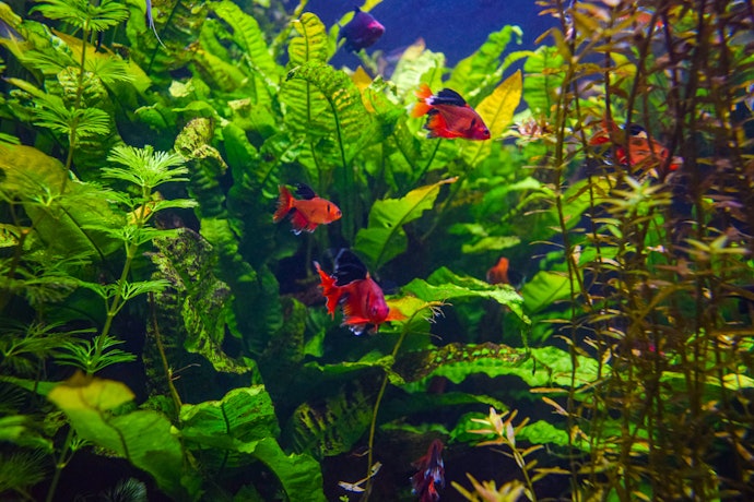 低光量で育つ陰性水草もチェックしておこう