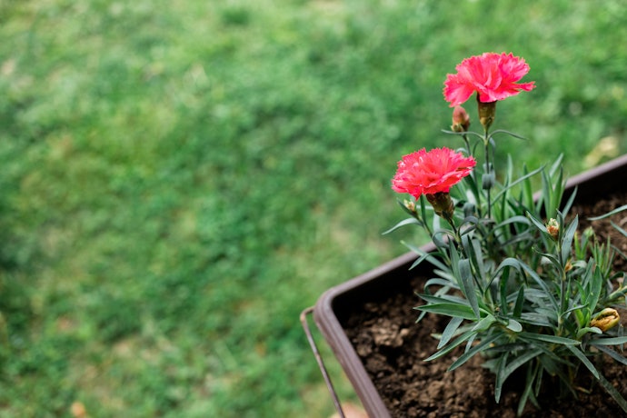 花束?鉢植え?贈る人のライフスタイルで選ぼう