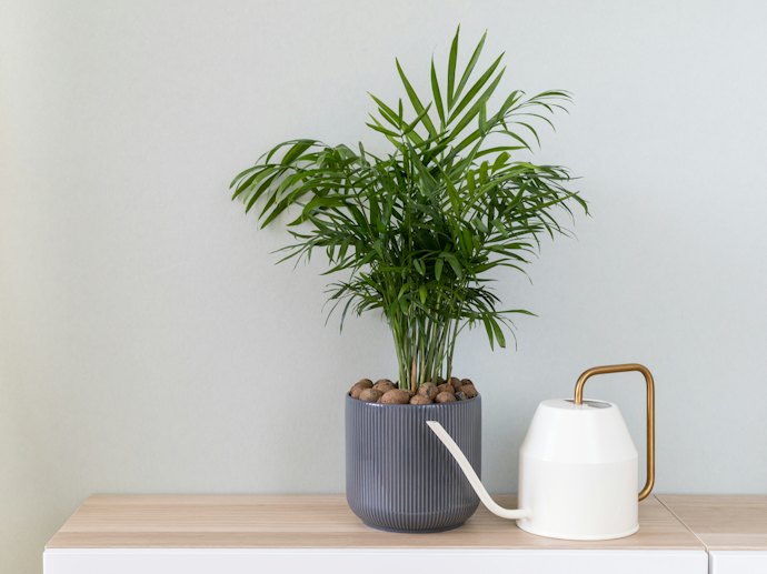 窓なし・日陰のトイレは観葉植物の耐陰性を要チェック