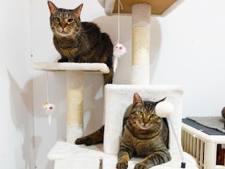 猫の満足度