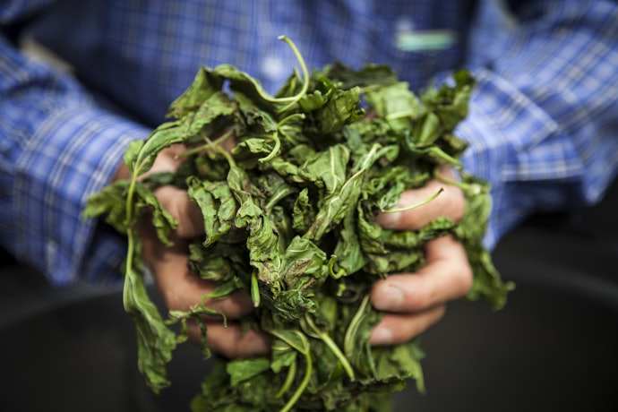 味わいにこだわる人は、桑茶の産地や生産者にも注目しよう