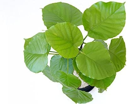 虫はついてない?状態のよいものを選ぼう