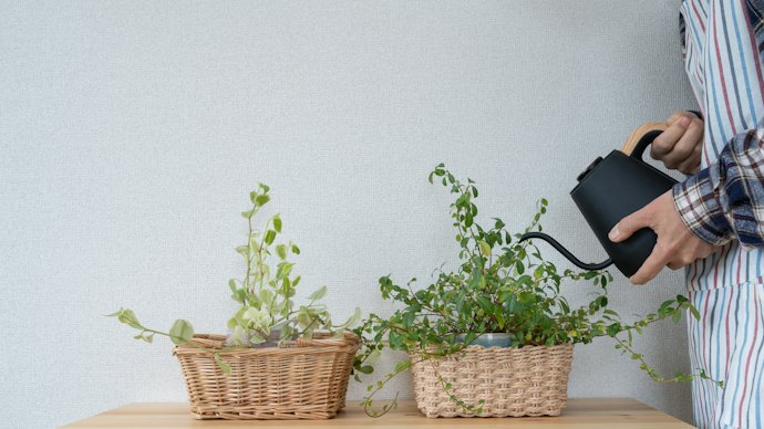 水やりの手間を減らしたい人は、乾燥に強い品種に注目