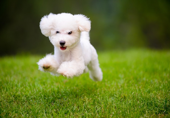 愛犬と泊まるなら、ペットOK・ドッグラン付きの施設をチョイス