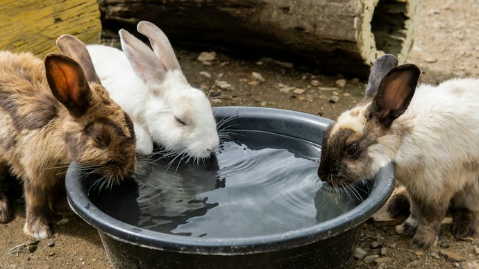 いつでもたっぷり飲める容量の水飲み器を用意しよう