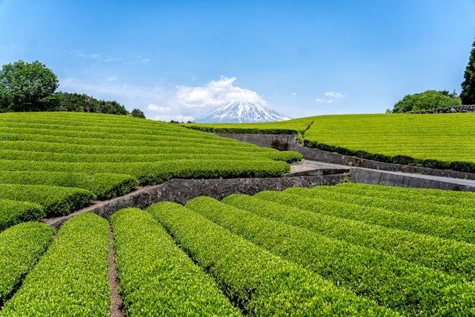 健康志向の人には、有機栽培のほうじ茶がおすすめ